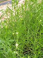 Achillea Ptarmica, subsp Ptarmica  (fam. Asteracees) (Europe, Siberie) (1) (Photo F. Mrugala)